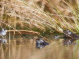 _mg_0237kw_20150326_1853585579_20160803_1949401360