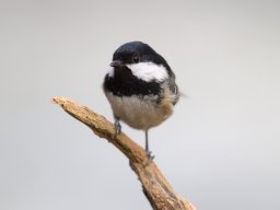 _mg_6472k_20160131_1769487765_20160803_1201016294
