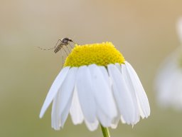 originals &raquo; close-up_and_macro_8 &raquo; insects_and_spiders_14