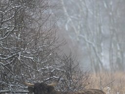 _c5a6882k_20210321_1232738582